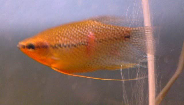 gourami3.jpg