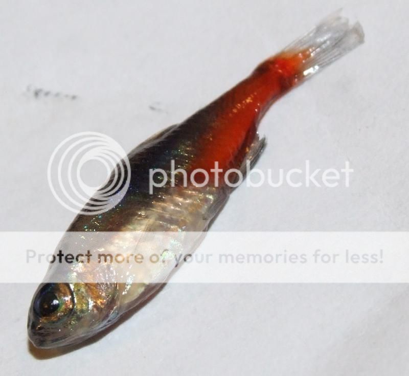 DSCF4438_zpsb1054fdc.jpg