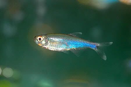 BlueTetra.jpg