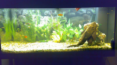 tank%201.jpg