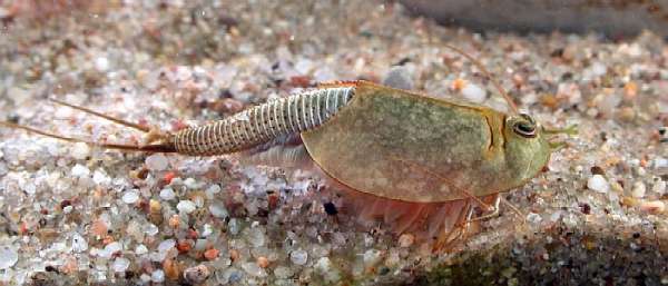 Triops_longicaudatus.jpg