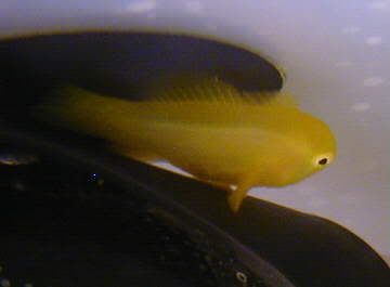 goby2.jpg