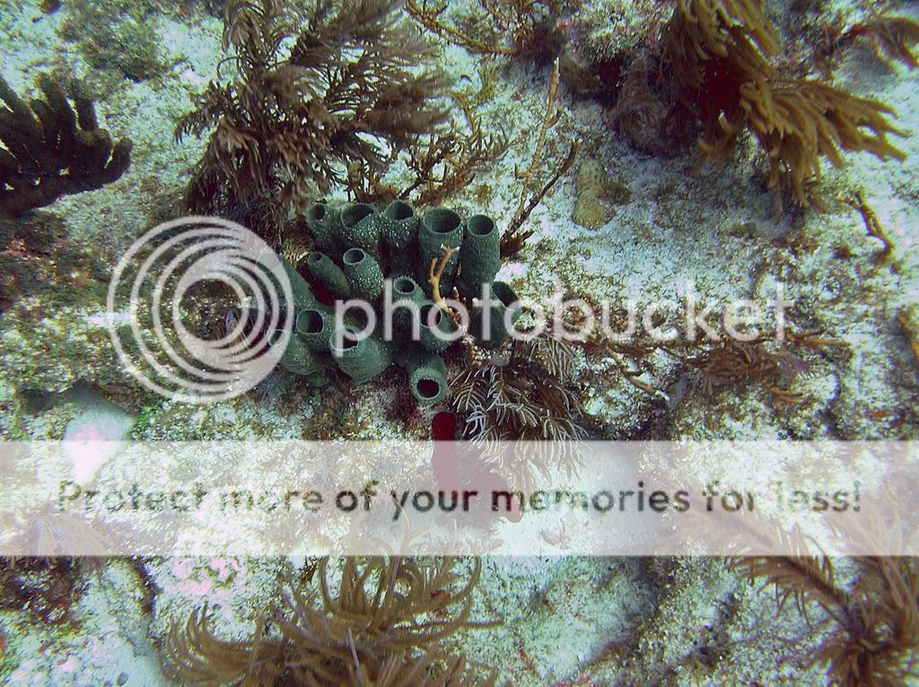 tubespongemolassesreef.jpg