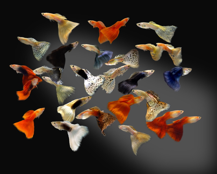 guppy%20strains.jpg