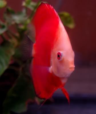 Discus1.jpg