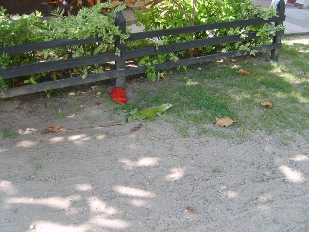 S5008097.jpg