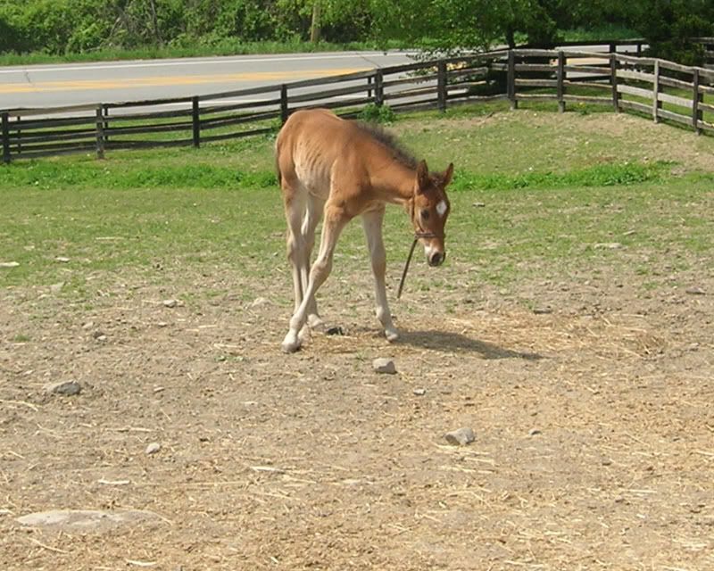 horses12038.jpg