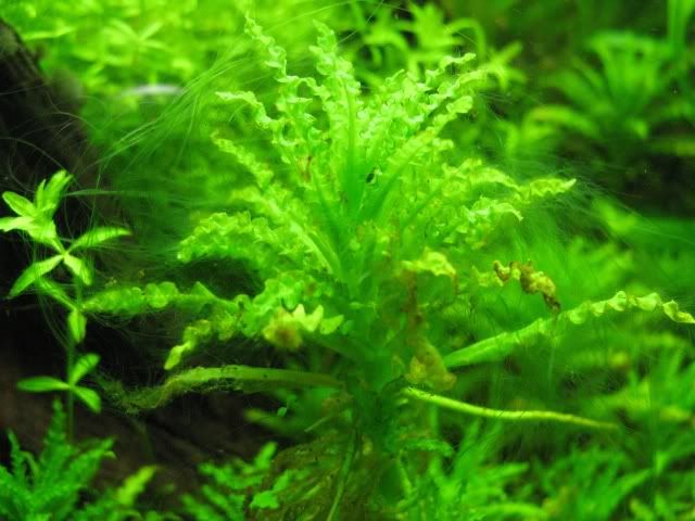 algae5.jpg