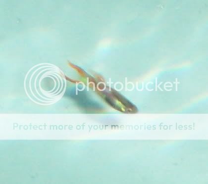 endlers002.jpg