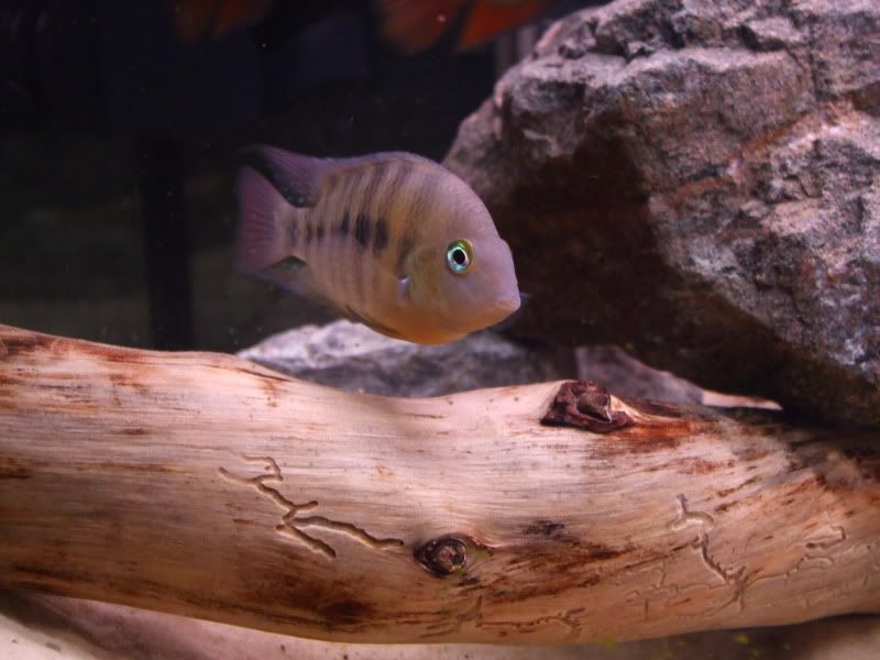 DSCF2061.jpg
