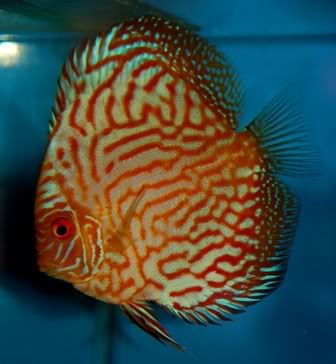 jakediscus4.jpg