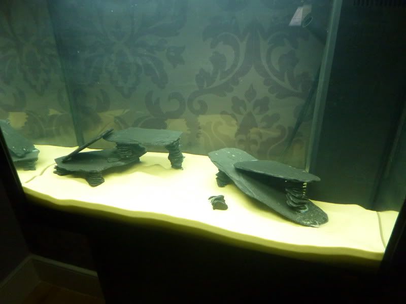 P1030284.jpg