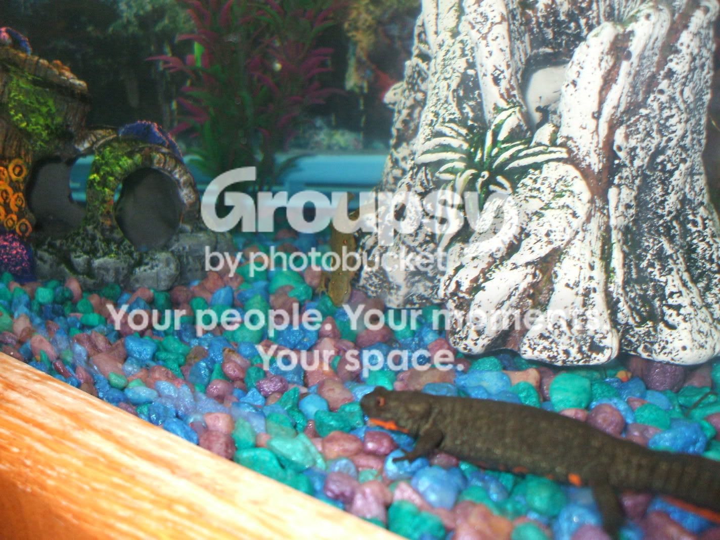fishtankswithnewplants-50.jpg
