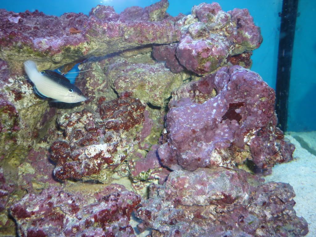 coral2.jpg