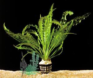 AponogetonCrispus.jpg