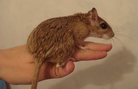 AJird3.jpg