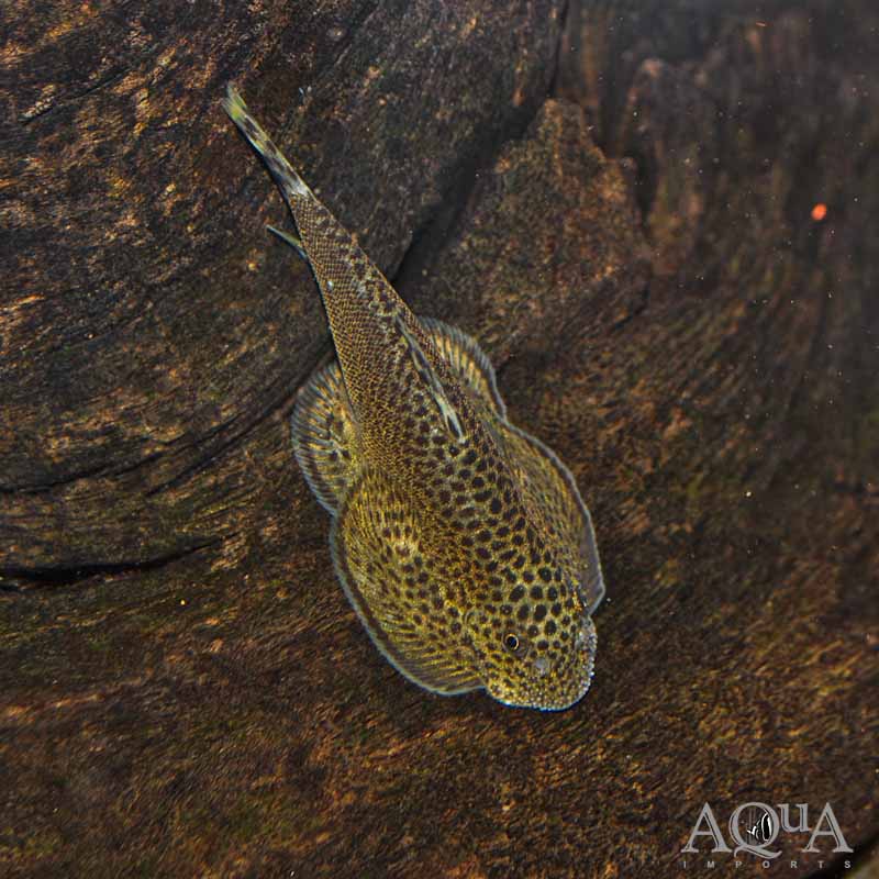 www.aqua-imports.com
