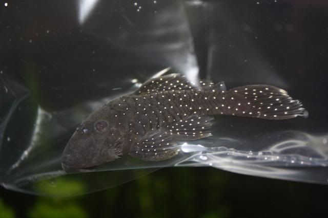 Fish29-05-09014.jpg