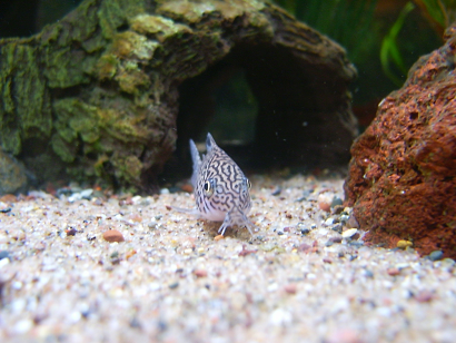 Corydoras6.png