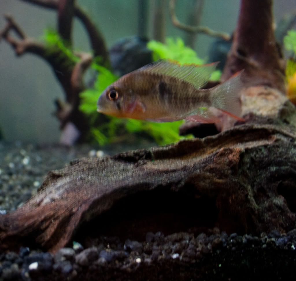 Fish-2.jpg