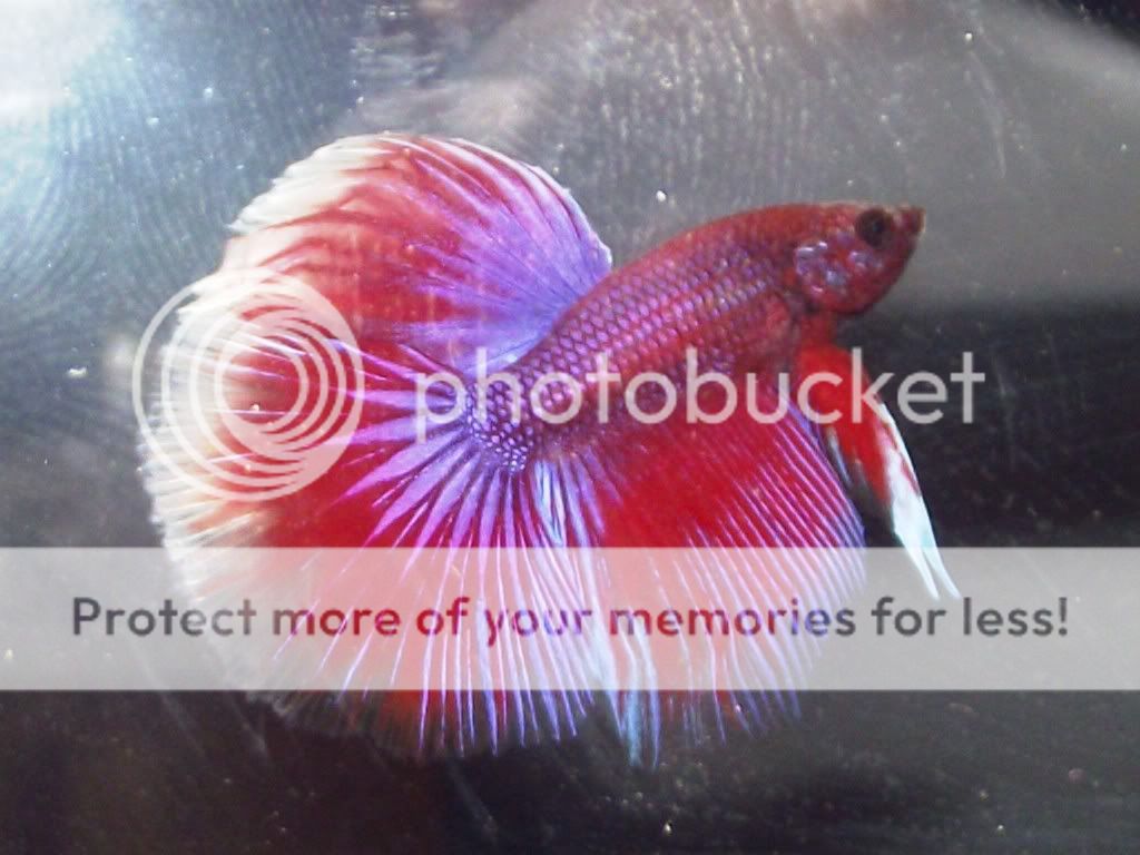 Fishphotoshoot105.jpg