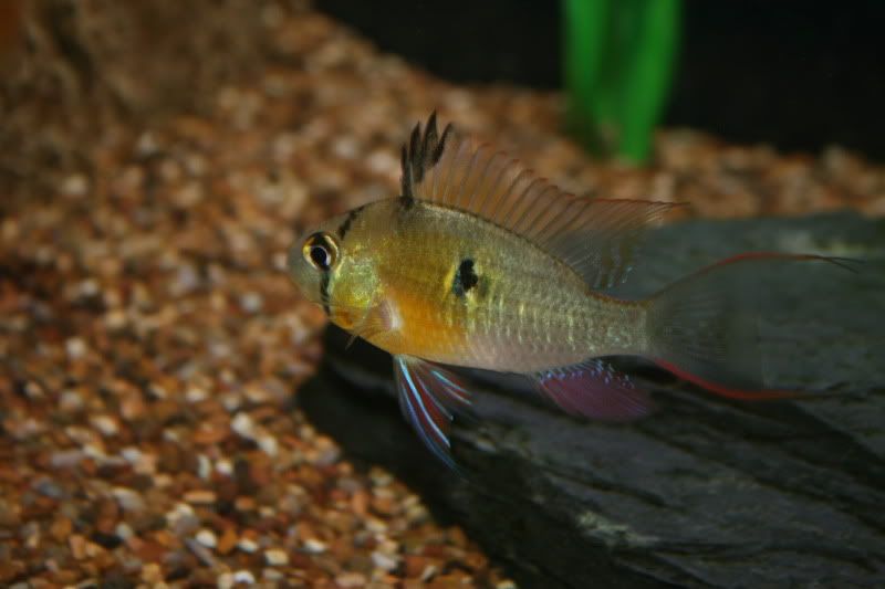 Fish3.jpg
