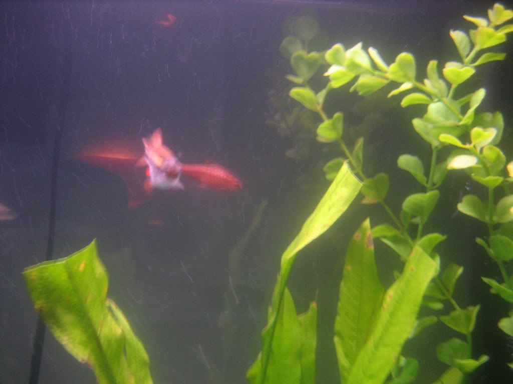 fish029.jpg