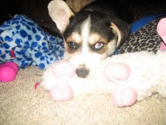 puppy1043.jpg