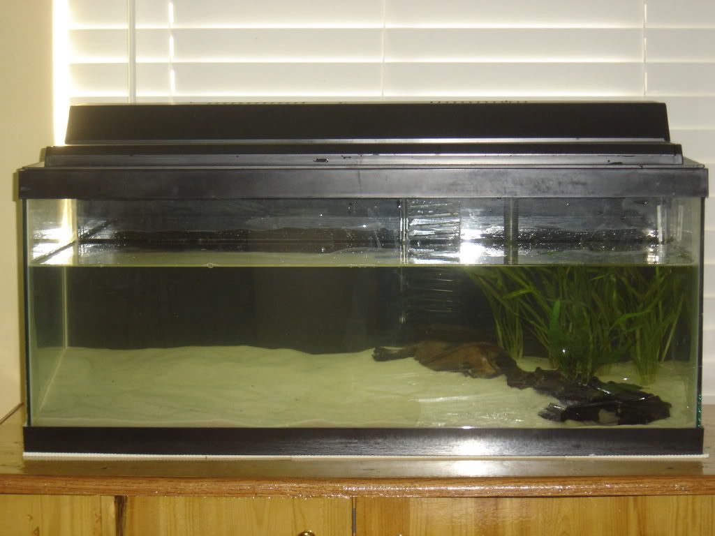progessof20gallon010.jpg