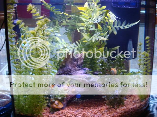 tropicalfish002.jpg