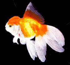 oranda_redwhite.jpg