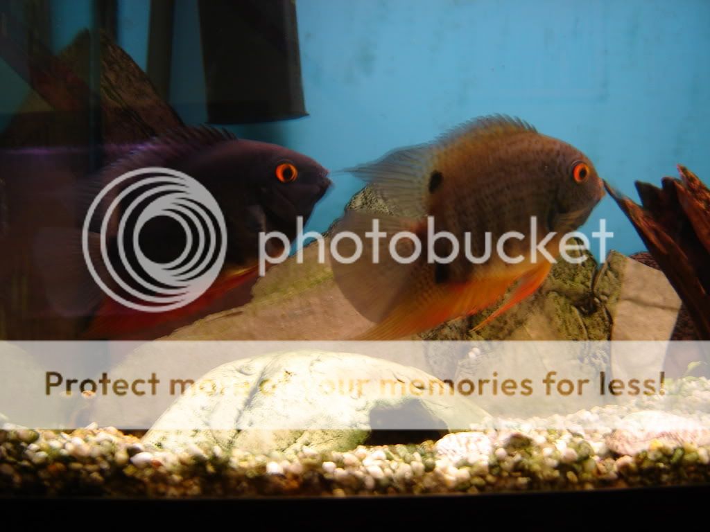 Mommy___Daddy_fish_2.jpg