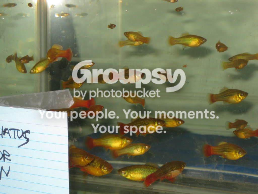 SpringFishExpo10028.jpg