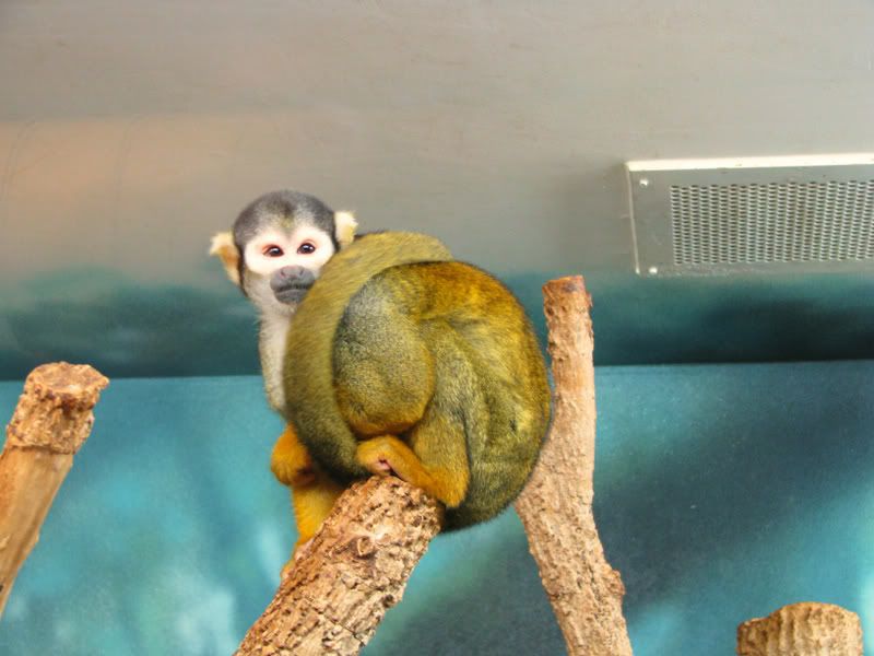 SquirrelMonkey.jpg