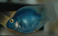 t_blood_parrot_blue_DSC_8233.jpg