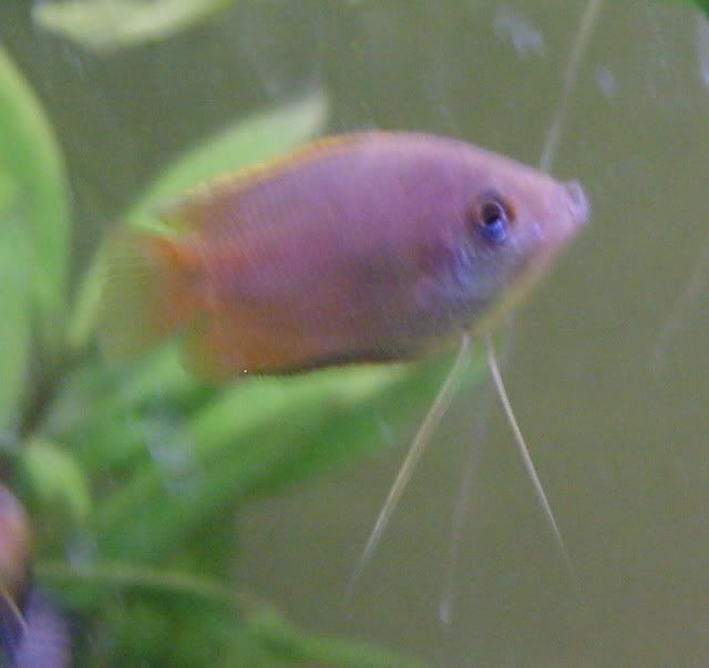 fishies006cropped.jpg