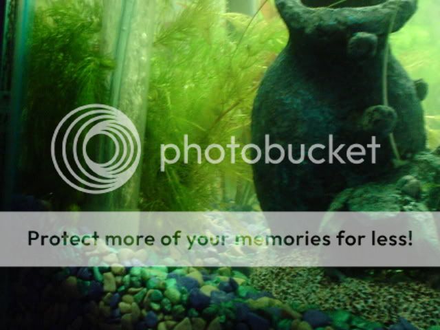 fishies008.jpg