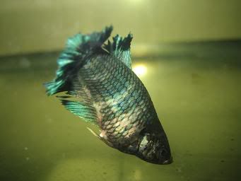 bettas036.jpg