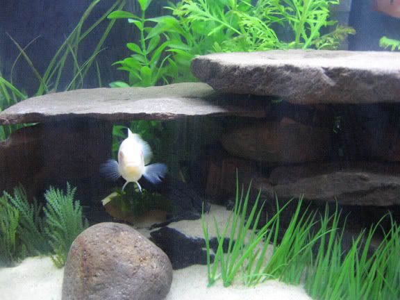 newtankpics2.jpg