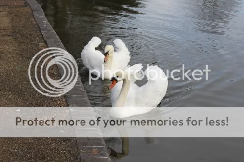 swans2.jpg