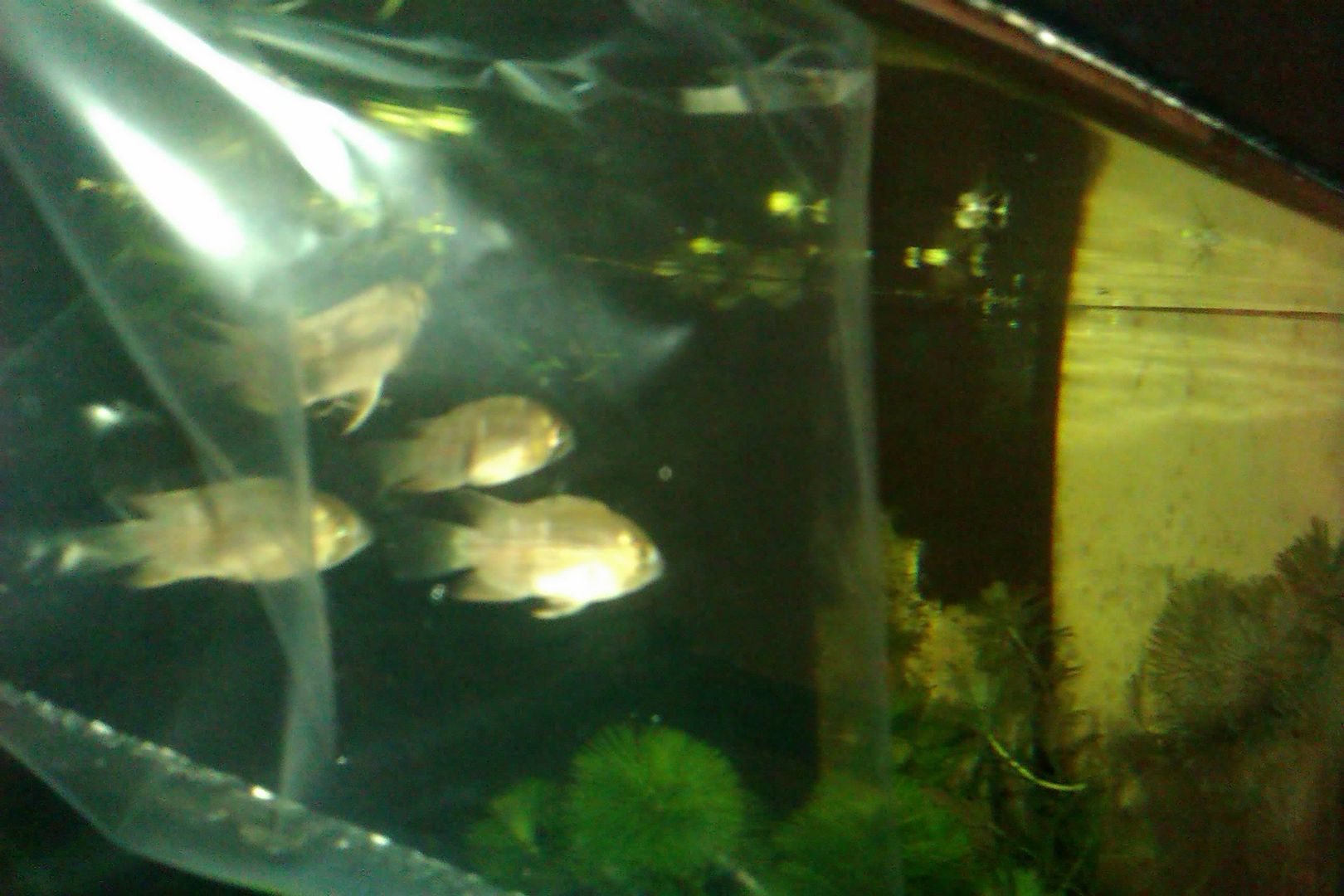 IMAG0065.jpg