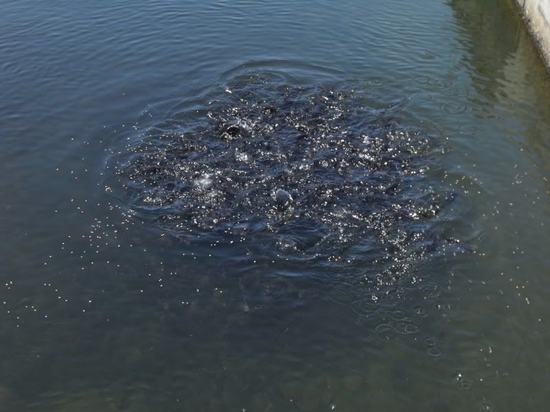 DSCF1091.jpg
