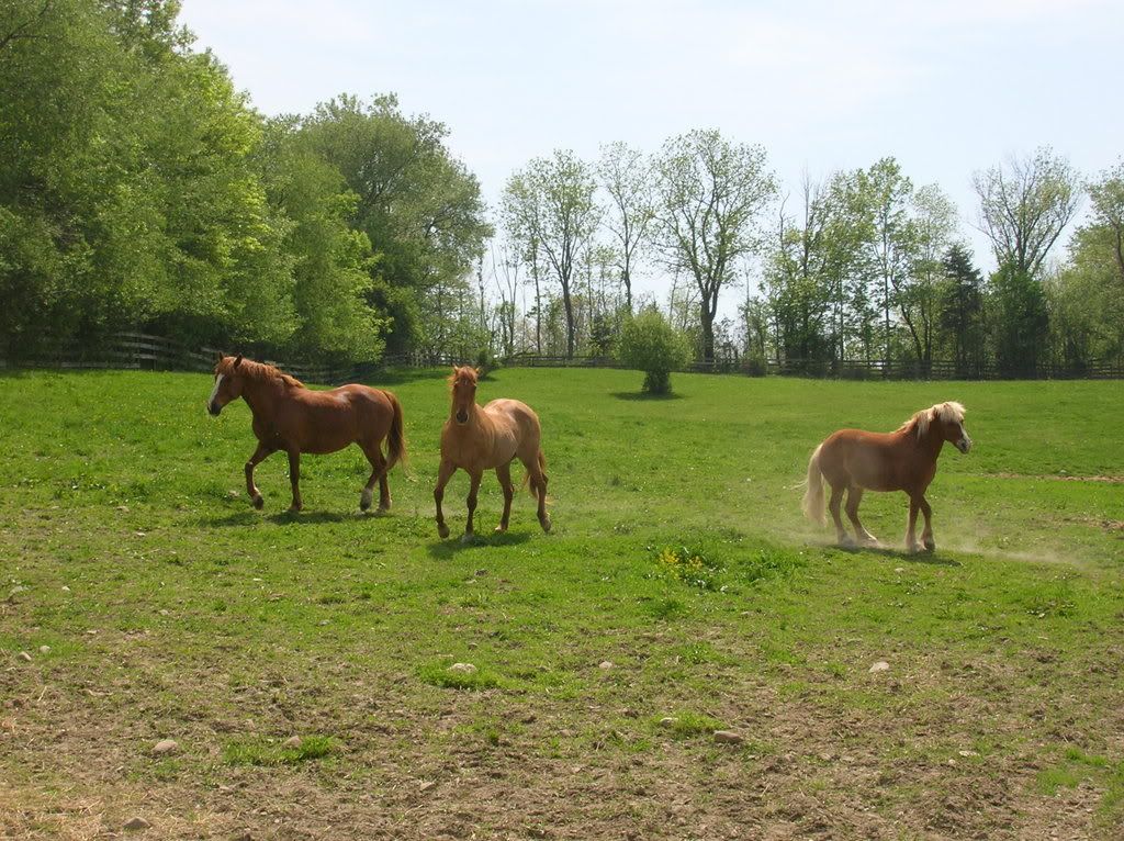 horses12026.jpg