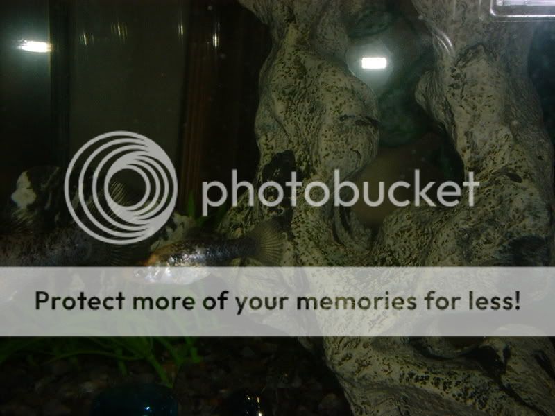 DSCF2020.jpg