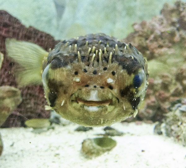 puffer_zpsfd52bb34.jpg