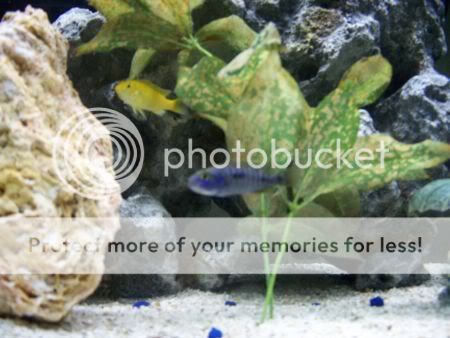 fish3.jpg