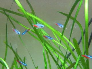 IMG_0272.jpg