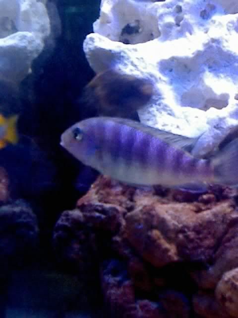 MaylandiaPseudotropheusZebraBlue.jpg