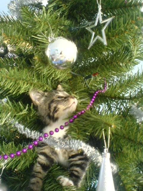 Oscarintree.jpg