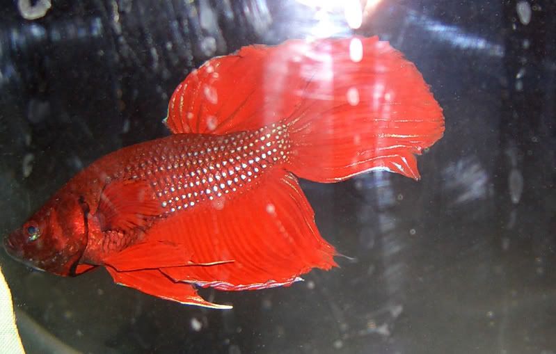 archimedes.jpg
